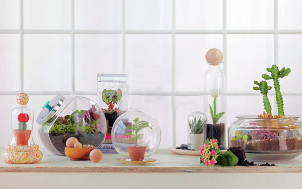 plants in mini glass container