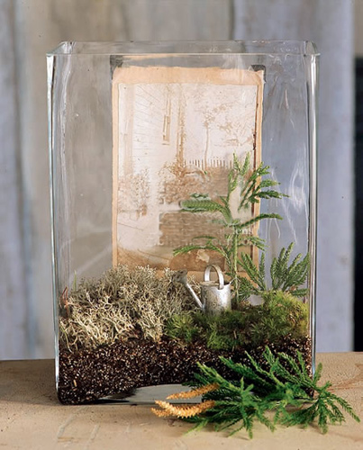 mini plants in glass container